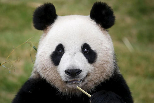 3-Day Chengdu Group Tour – Pandas, Ancient Mysteries & Sichuan Flavors