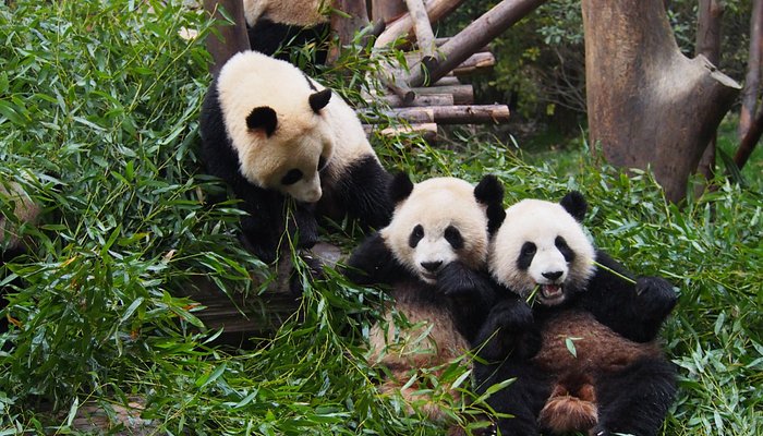 Chengdu &amp; Chongqing: A 6‑Day Photogenic City Walk with Pandas, Hotpot &amp; Skyline