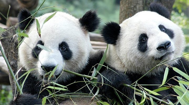 Chengdu &amp; Chongqing: A 6‑Day Photogenic City Walk with Pandas, Hotpot &amp; Skyline