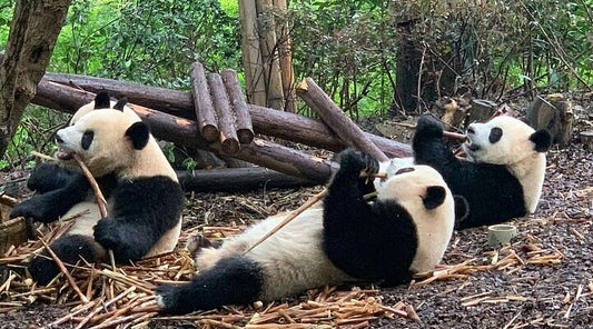 Leshan Grand Buddha Scenic Area and Panda Base&nbsp;Day Tour
