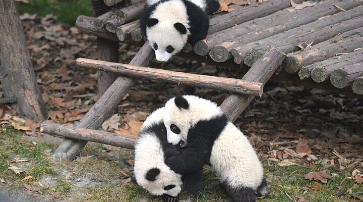 Leshan Grand Buddha Scenic Area and Panda Base&nbsp;Day Tour