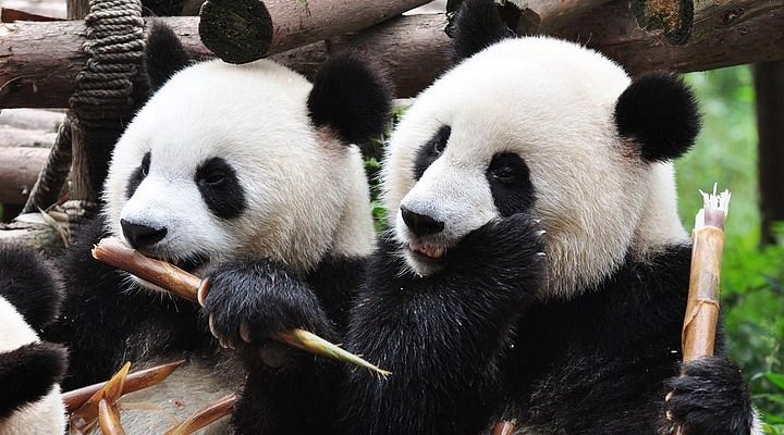 Chengdu &amp; Chongqing: A 6‑Day Photogenic City Walk with Pandas, Hotpot &amp; Skyline