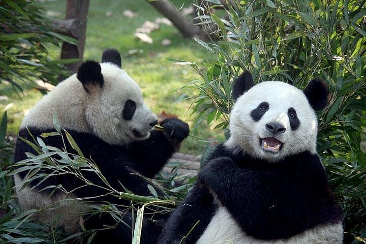 Leshan Grand Buddha Scenic Area and Panda Base&nbsp;Day Tour