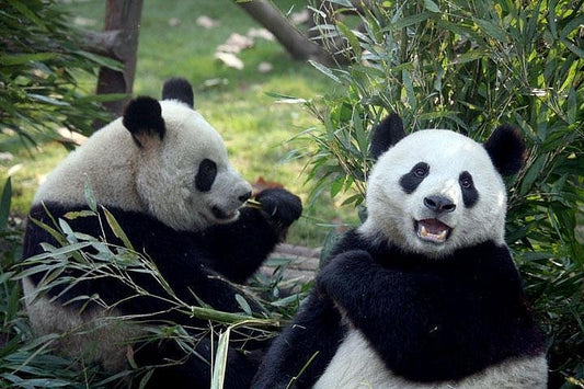 Leshan Grand Buddha Scenic Area and Panda Base&nbsp;Day Tour