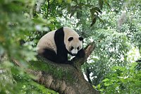 Leshan Grand Buddha Scenic Area and Panda Base&nbsp;Day Tour