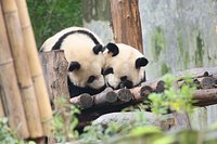 Leshan Grand Buddha Scenic Area and Panda Base&nbsp;Day Tour