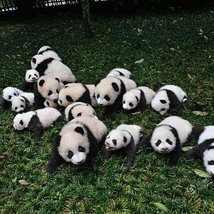 Chengdu &amp; Chongqing: A 6‑Day Photogenic City Walk with Pandas, Hotpot &amp; Skyline