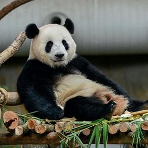 Executive Jiuzhai Discovery: A 3-Day Luxury Small Group Tour with 1+1 Captain's Seats