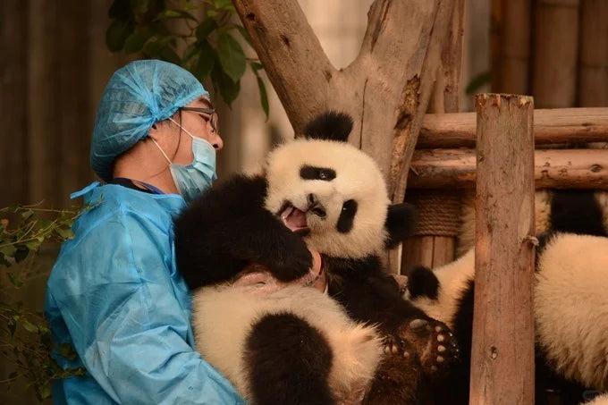 Chengdu &amp; Chongqing: A 6‑Day Photogenic City Walk with Pandas, Hotpot &amp; Skyline