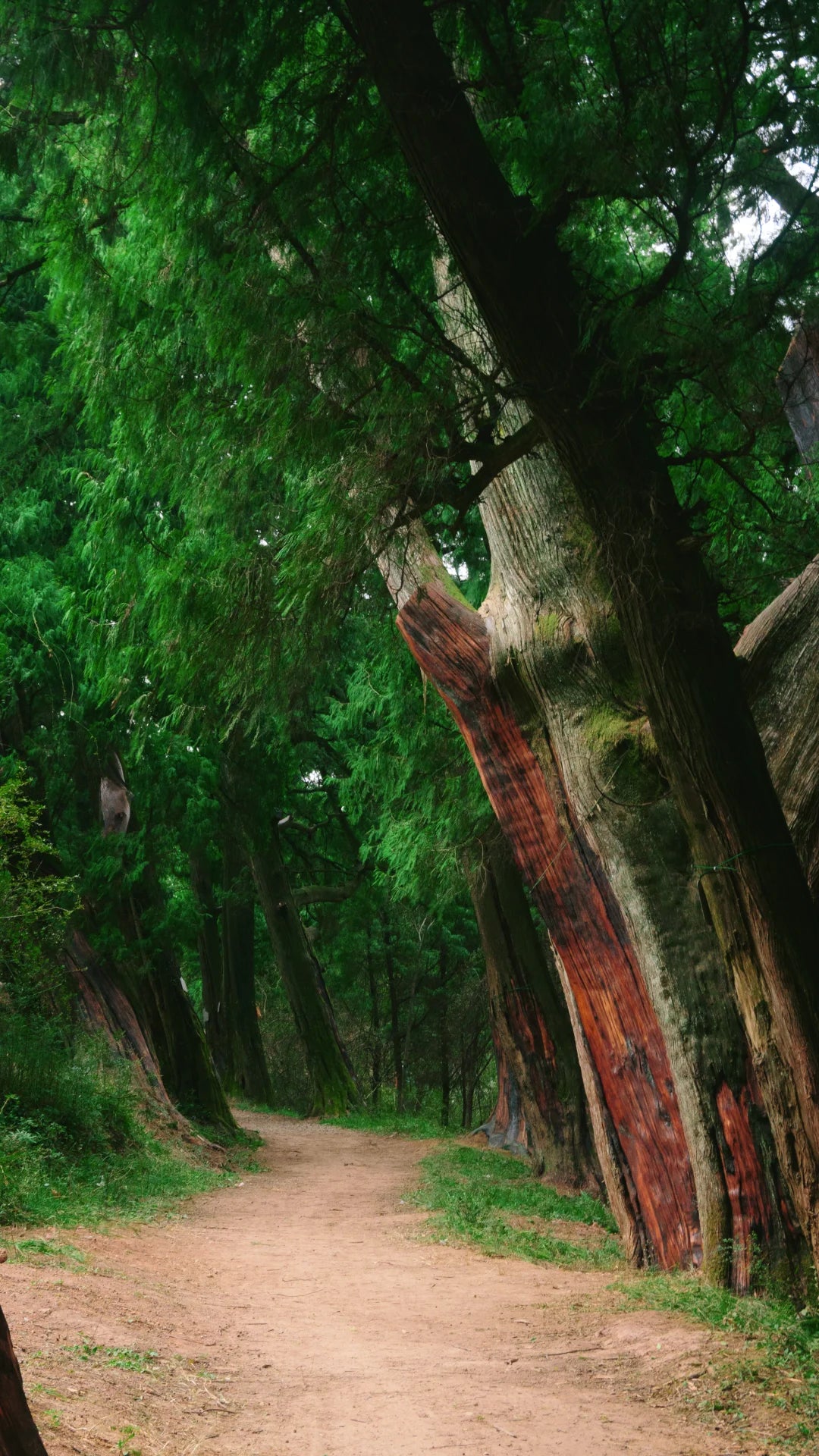 5-Day Ancient Shu Road Trek in Sichuan, China