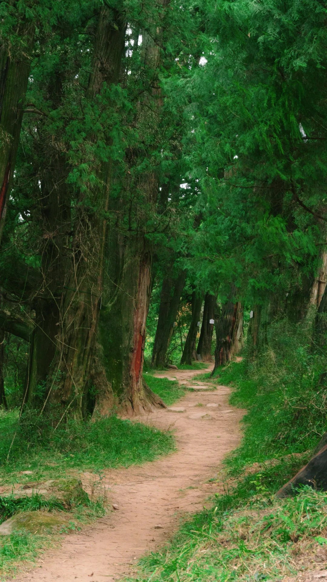 5-Day Ancient Shu Road Trek in Sichuan, China